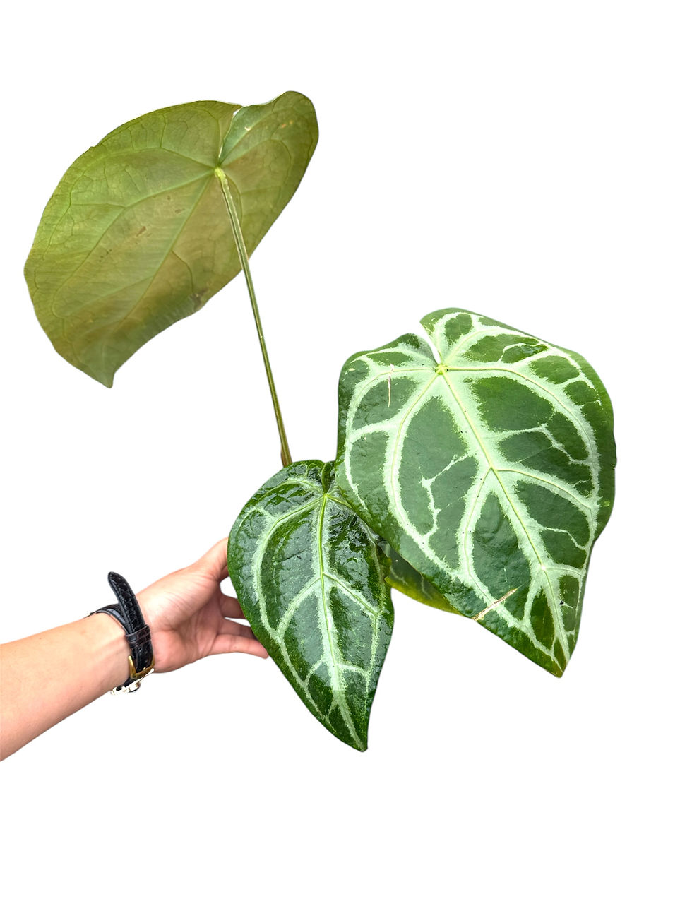 Thumbnail: Anthurium Crystallium (damaged leaves) 
