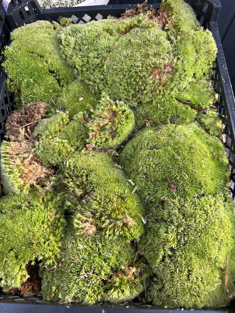 Thumbnail: Pillow Moss (chubby)  Leucobryum glaucum
