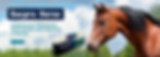 Banner cavalo.jpg