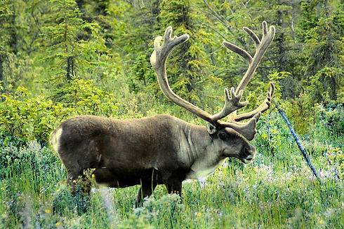 caribou-524536_1280.jpg