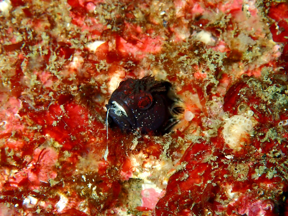 美味しいご飯、想像中