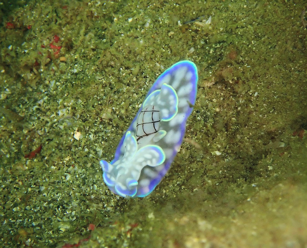 珍しい宝石見っけ♪