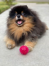 Meeko with ball.jpeg