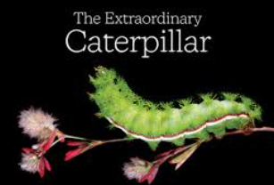 The Extraordinary Caterpillar – A Homegrown National Park Event Featuring Doug Tallamy