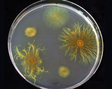 bacterias