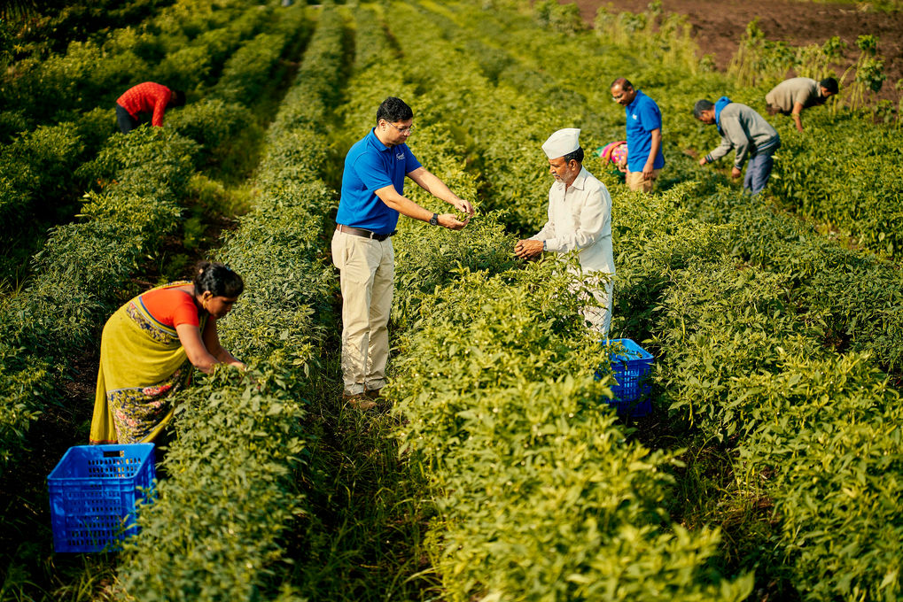 Ferns Fine Foods Industrial Pickles Bottling Plant Manufacturing Curry Pastes  Quality Control BRC Vegetables Farming