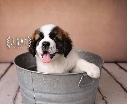 Hank - Shoen Saint Bernards Male