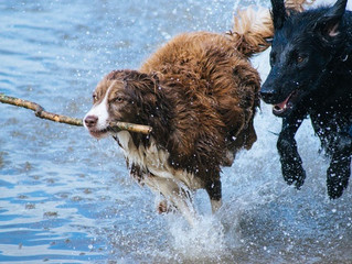 Dog Sitting Survival Guide