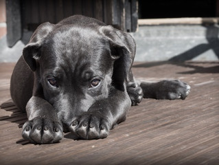 Is aversive punishment ever necessary in dog training?