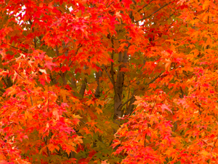 9 Trees and Shrubs that Change Color for Fall