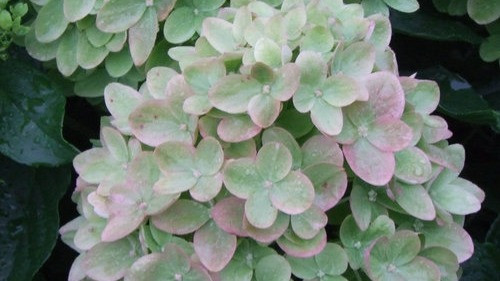 Hydrangea Paniculata- Little Lime, at Garden Heights Nursery in St. Louis