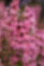 Angelonia_Serenita_Pink_3_PanAmericanSeed-scaled.jpeg