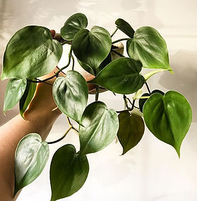 Philodendron