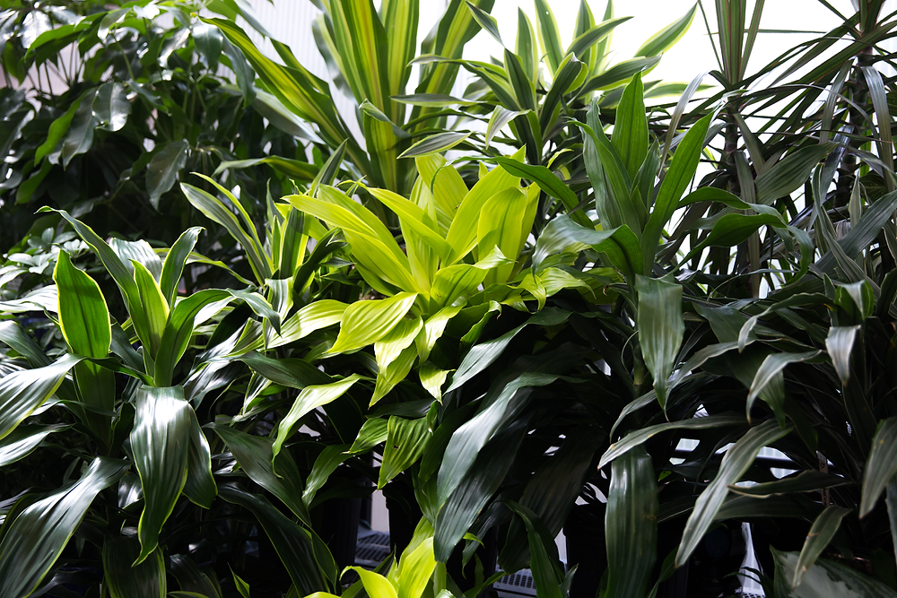 The Top 10 Easiest Houseplants