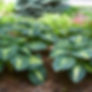 hosta_hudson_bay_4.jpeg