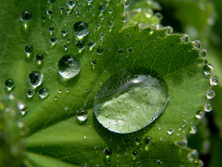 Why You Need to Water Your Plants this Winter