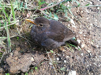 Junge Amsel (FILEminimizer).jpg