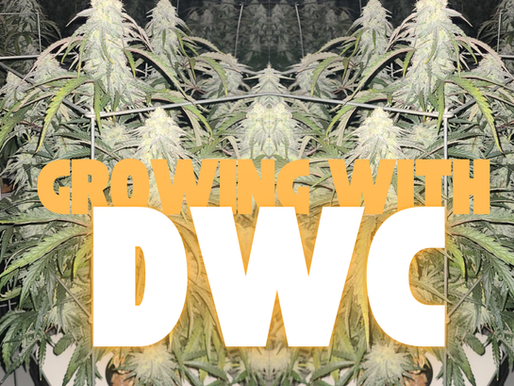Lush cannabis plants fill the background with yellow text "GROWING WITH DWC" prominently displayed in the center.