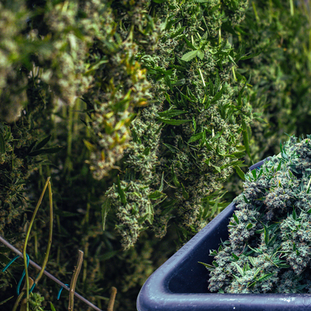 WHOLESALE CANNABIS INDUSTRY IN CANADA: A Shift from Buyers Market to Sellers Market
