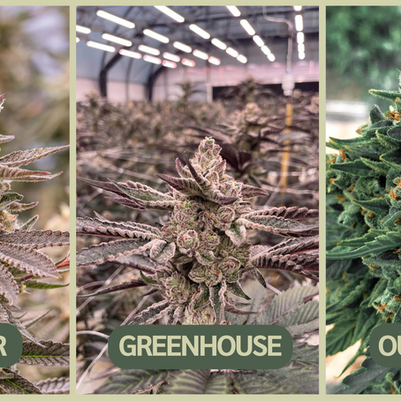 Three close-up cannabis buds in indoor, greenhouse, and outdoor settings, each labeled with bold text. Leven Therapeutics.
