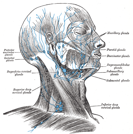 anatomy neck head