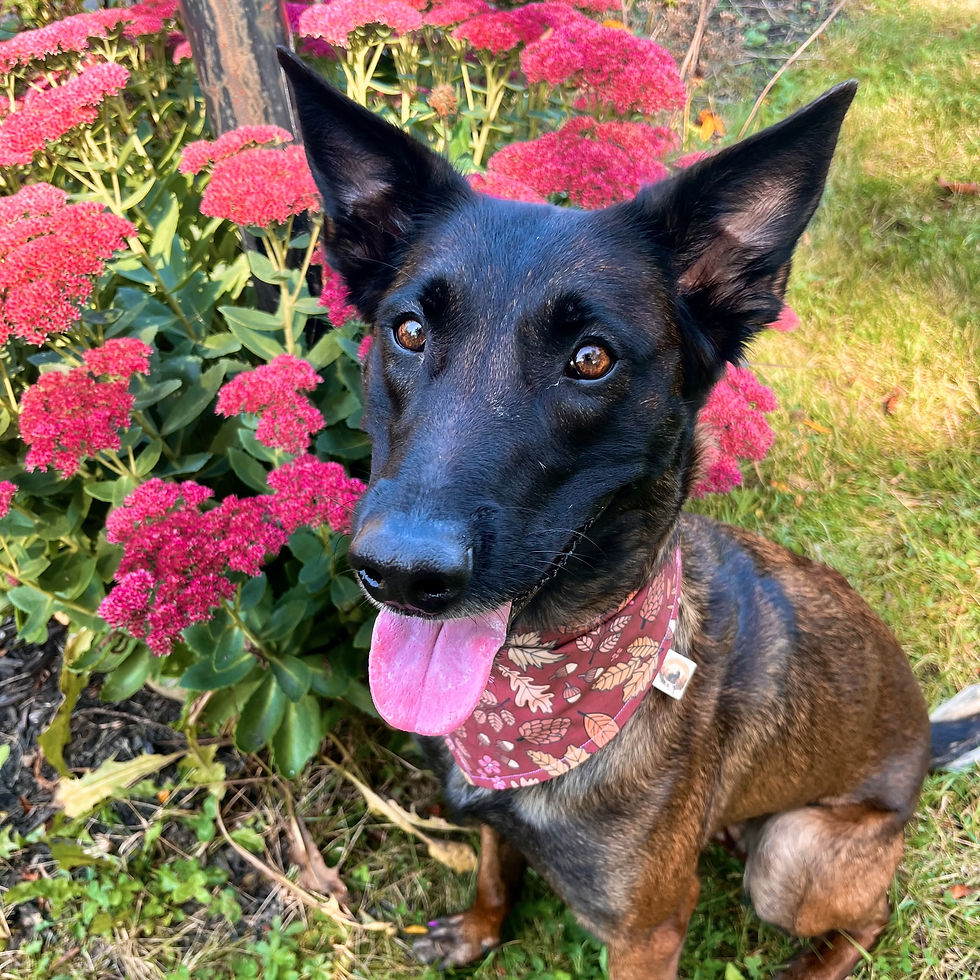 Thumbnail: Autumn Leaves Bandana