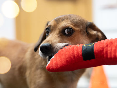 Mikołajki z psiakami – AnimalFizjo Tarnów 🐾🎄