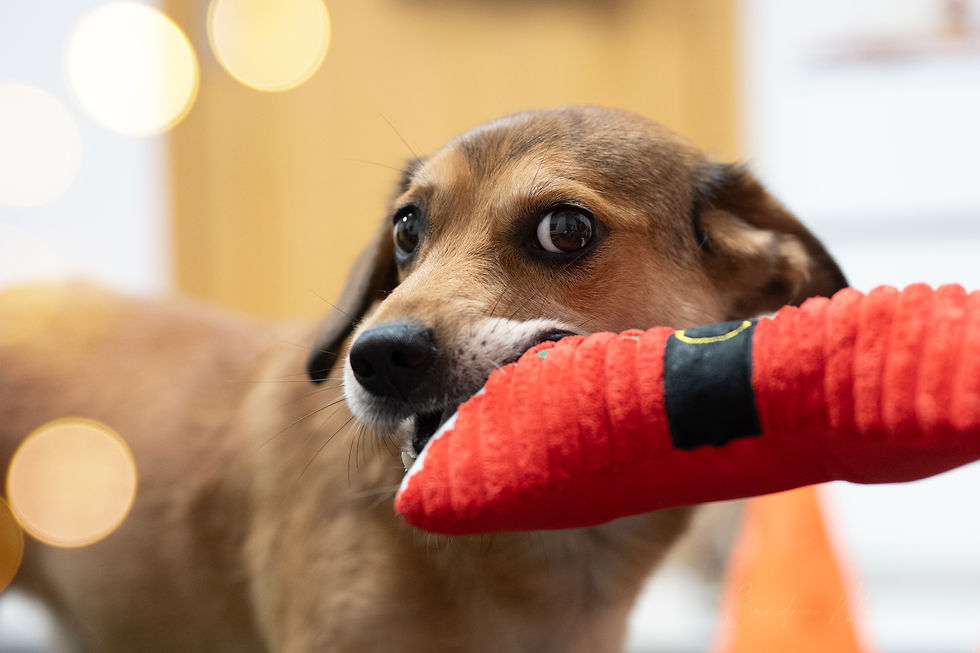 Mikołajki z psiakami – AnimalFizjo Tarnów 🐾🎄