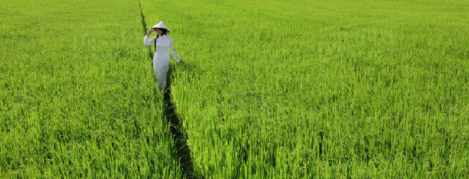 uvodni-tema-VIETNAM.gif