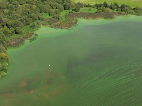 Ireland's Largest Lake is an Ecological Disaster