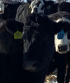 41 Blue or 34 Green (LJV).jpg