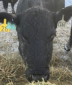 2167 OR 28 Yellow OR P327.jpg