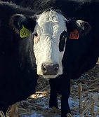 24 Green or L70 (LJV) (1).jpg