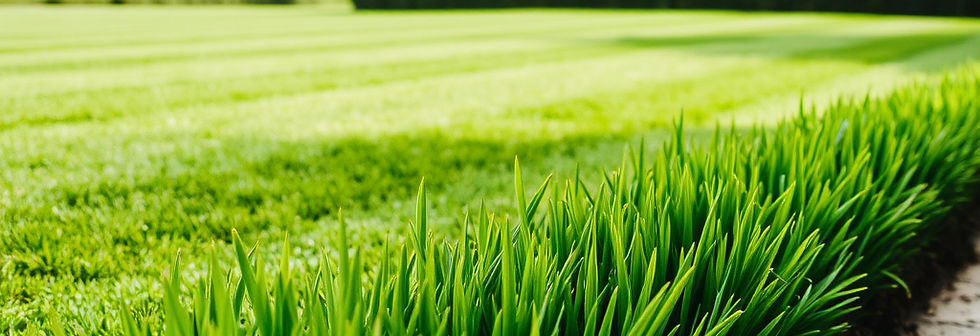 mowed grass.jpg