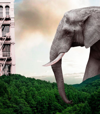 Elephant In Front
