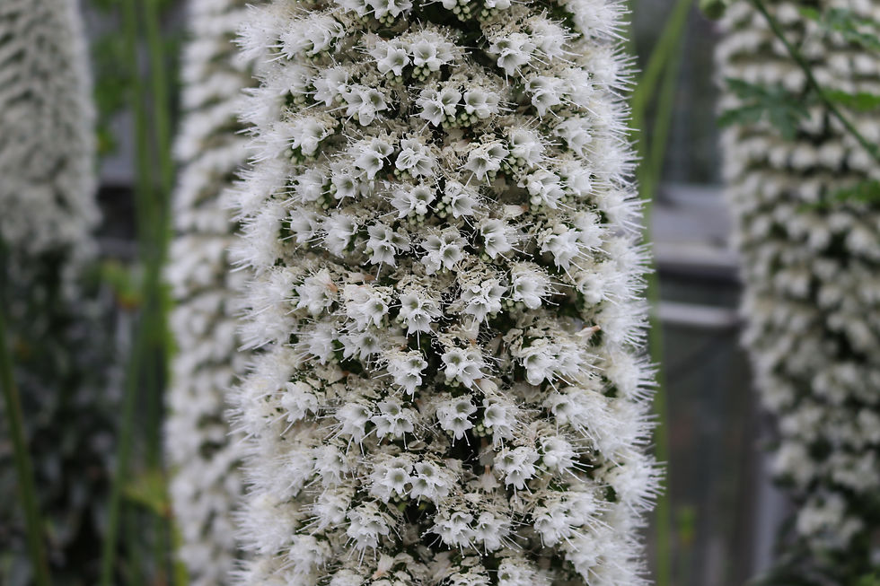 Botanical Garden - Washington D.C.