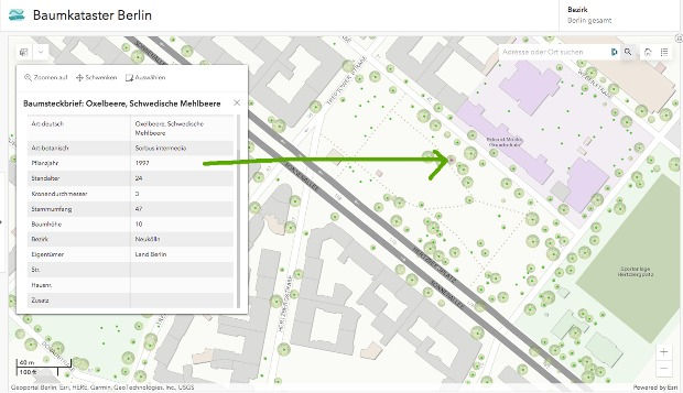 Thumbnail: One Tree ID, Sorbus intermedia, ID 20220625, Hertzbergplatz, Berlin