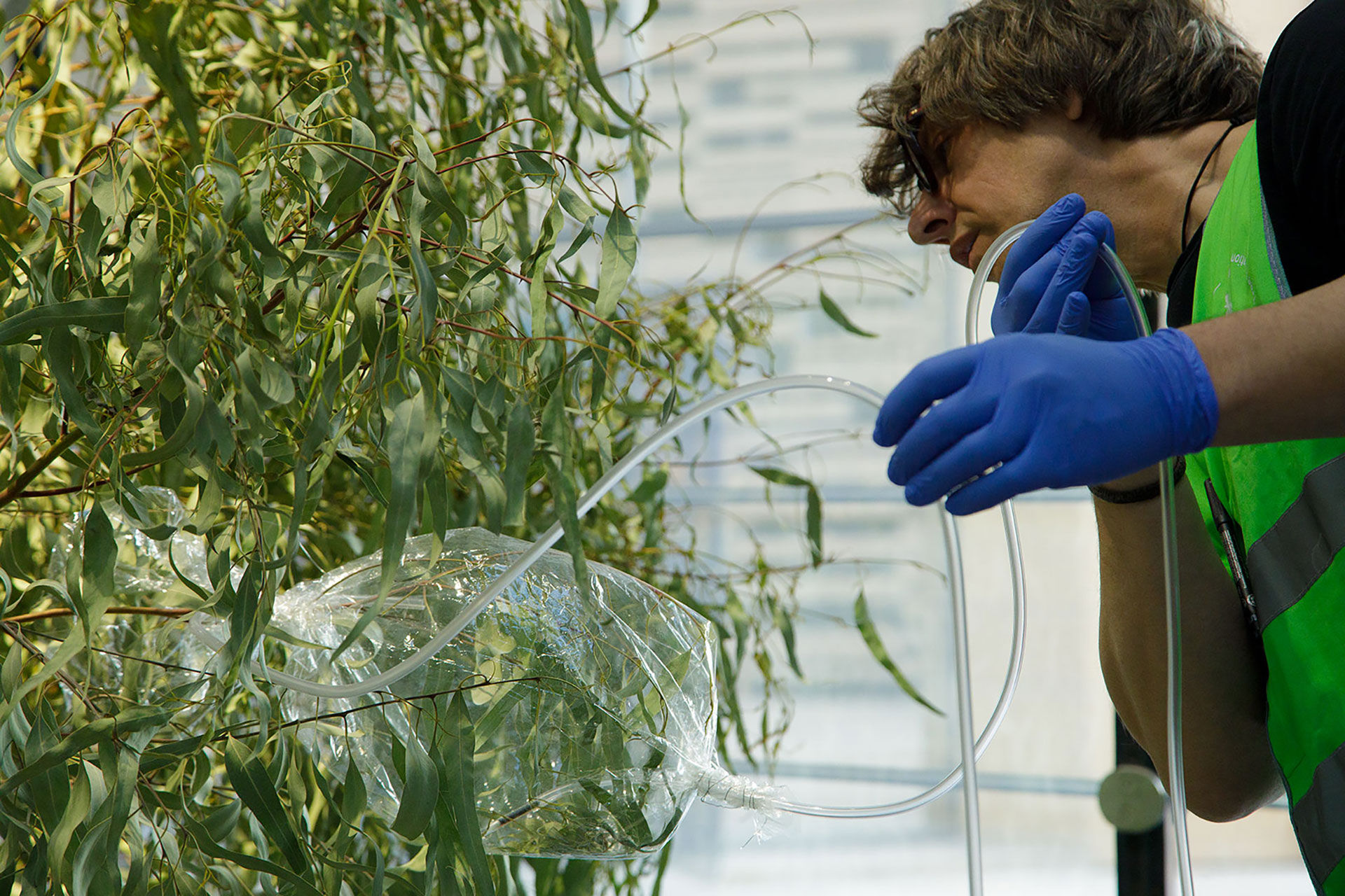 Making Off, measuring the VOC emissions of the leaves, One Tree ID - Eucalyptus nicholii © AMB 