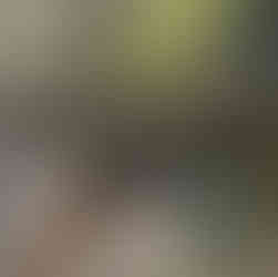 One Tree ID - Eucalyptus nicholii, Riyadh, SAU, 2026, installation view © Agnes Meyer-Brandis, 2026