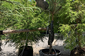 OneTreeID_BlackPine_Linz_Foto_Manuel_Selg.jpg