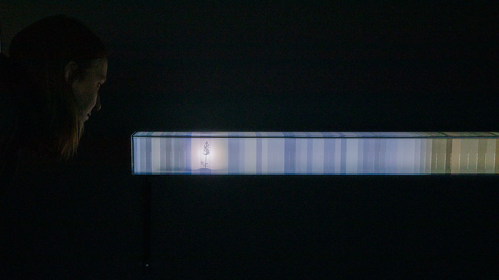 Migration Route, installation view exhibition "As Trees Go By", Serlachius Museums, Mänttä, FI, 2025
