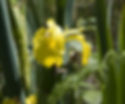 Yellow Flag Iris