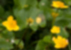 Marsh Marigold