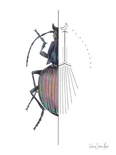 Illustration d'un insecte Brachygnathus par Doriane Stévenin-Morguet, fausse symétrie, couleurs rose, multicolore et noir
