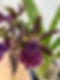 Orchid