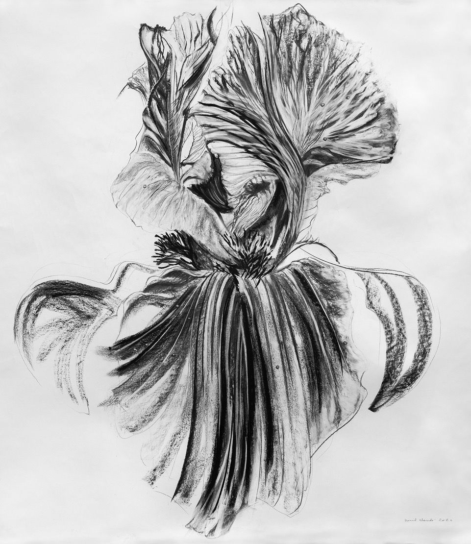 Fleur du mâle, 2020 - Fusain sur papier - 170 x 150 cm