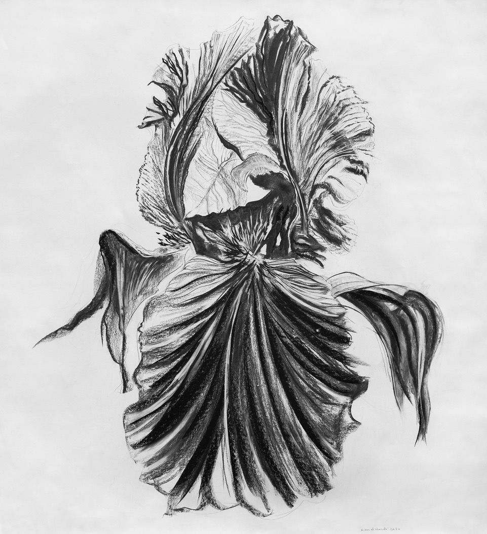 Fleur du mâle, 2020 - Fusain sur papier - 157 x 150 cm