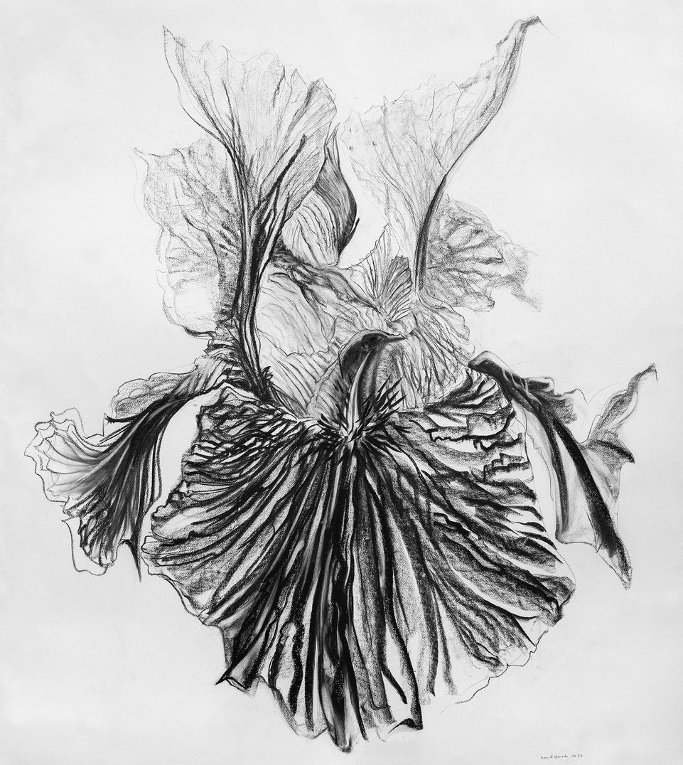 Fleur du mâle, 2020 - Fusain sur papier - 168 x 150 cm