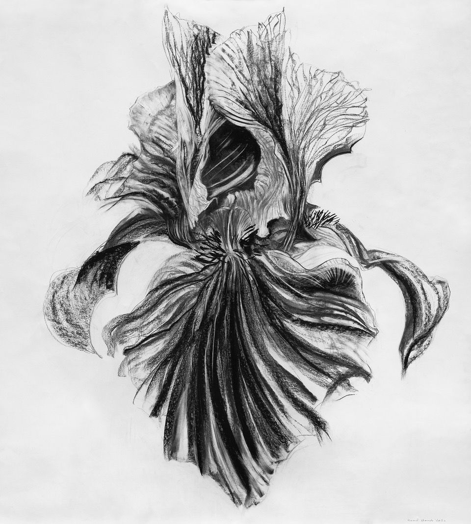 Fleur du mâle, 2020 - Fusain sur papier - 157 x 150 cm