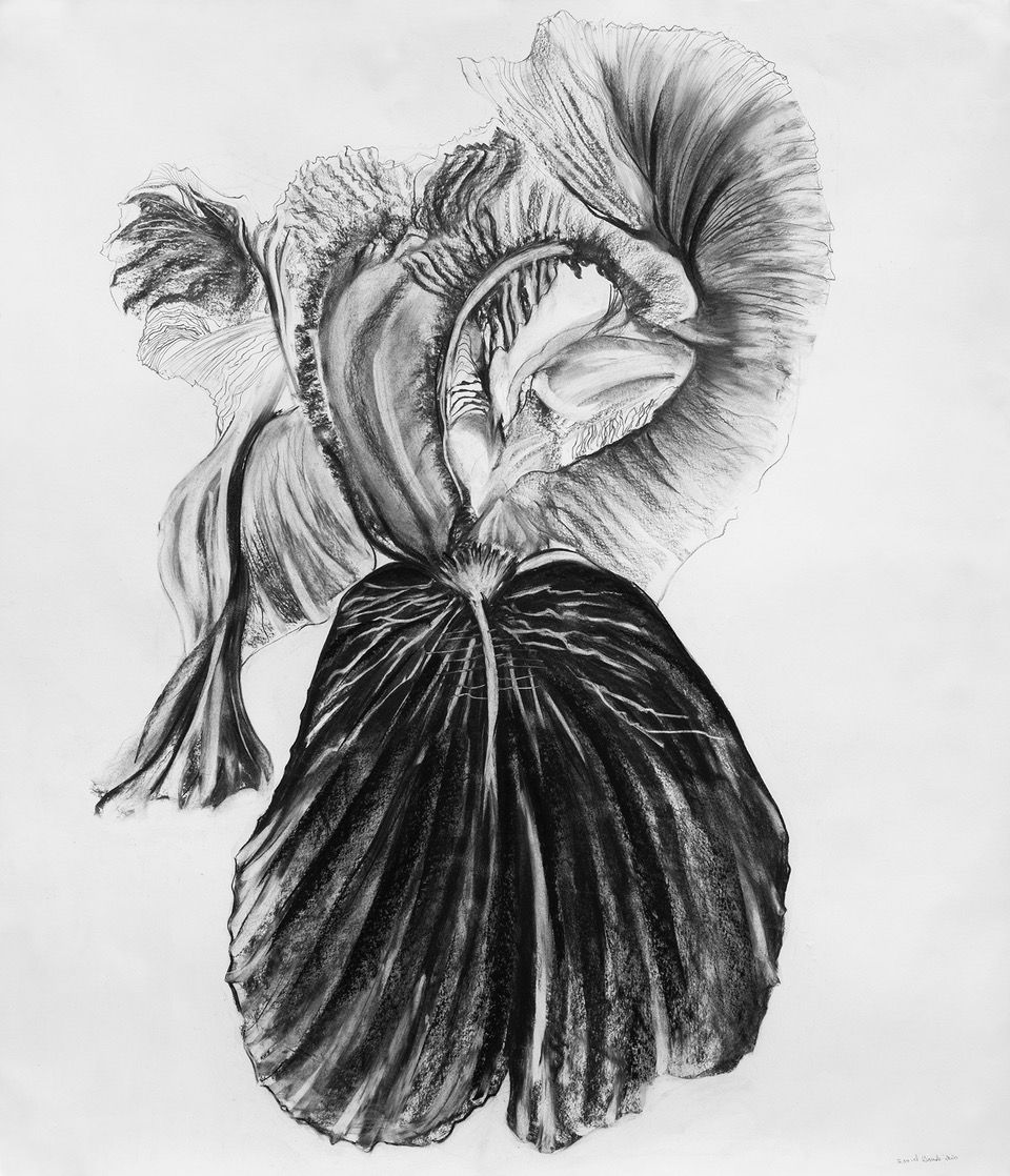 Fleur du mâle, 2020 - Fusain sur papier - 170 x 150 cm